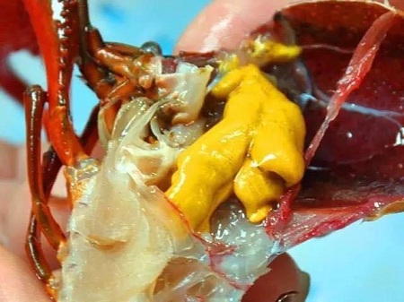 小龙虾脑袋里黄色的部分到底是什么