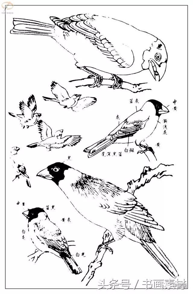 书画素材最经典白描禽鸟教程百鸟图谱天美教授孙其峰编欣赏