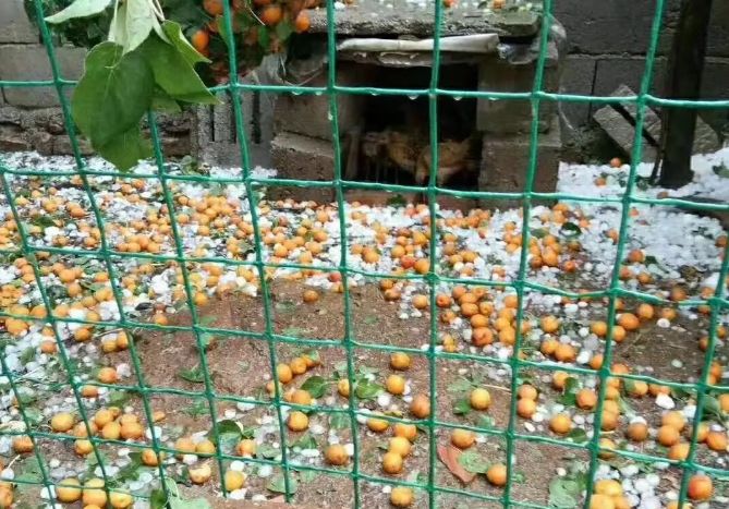 【實拍】冰雹 暴雨洗劫後的沂南.