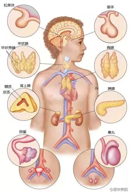 最大的内分泌器官图片