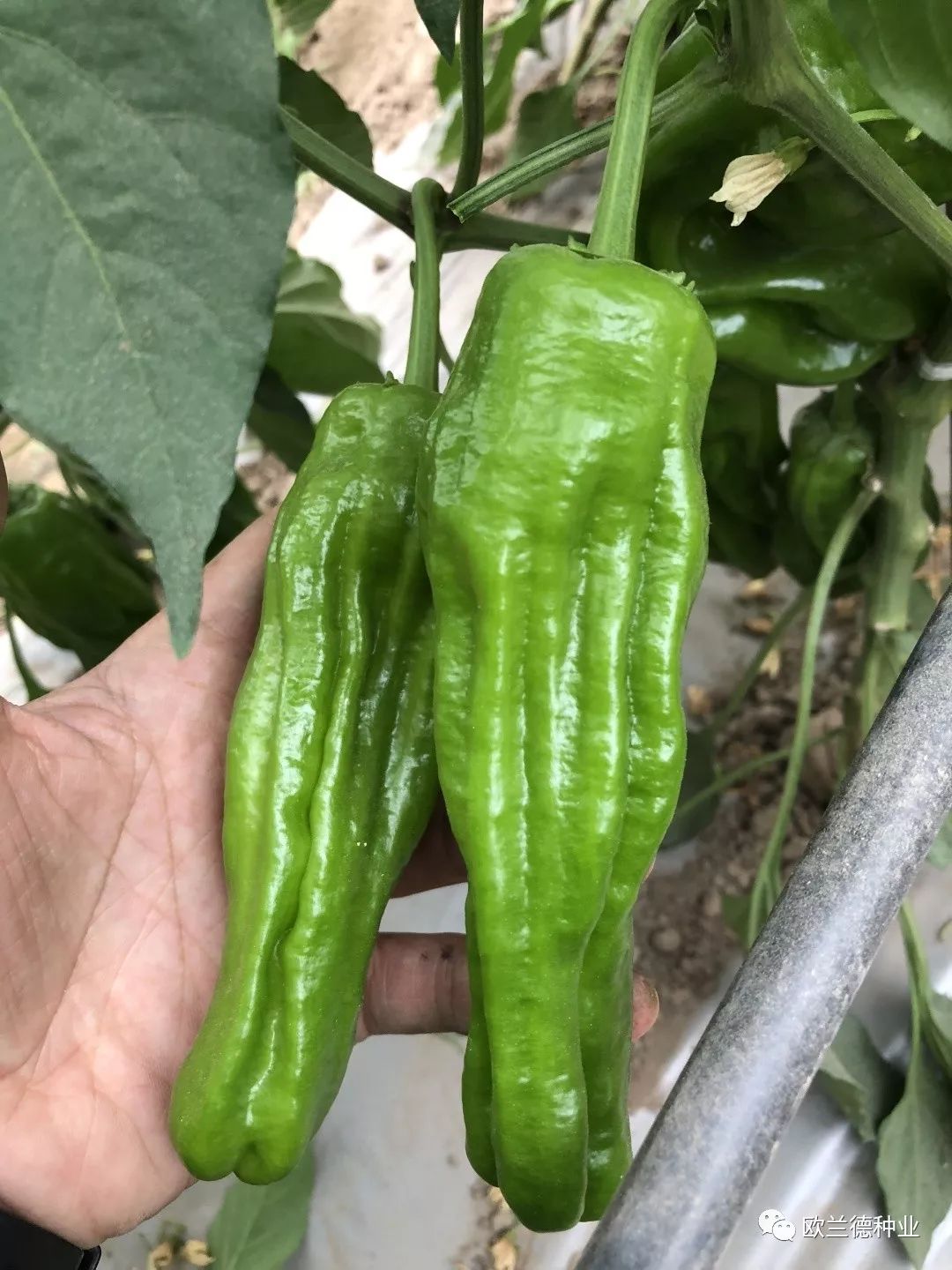 2019欧兰德春季新优品种观摩季正在邀约中