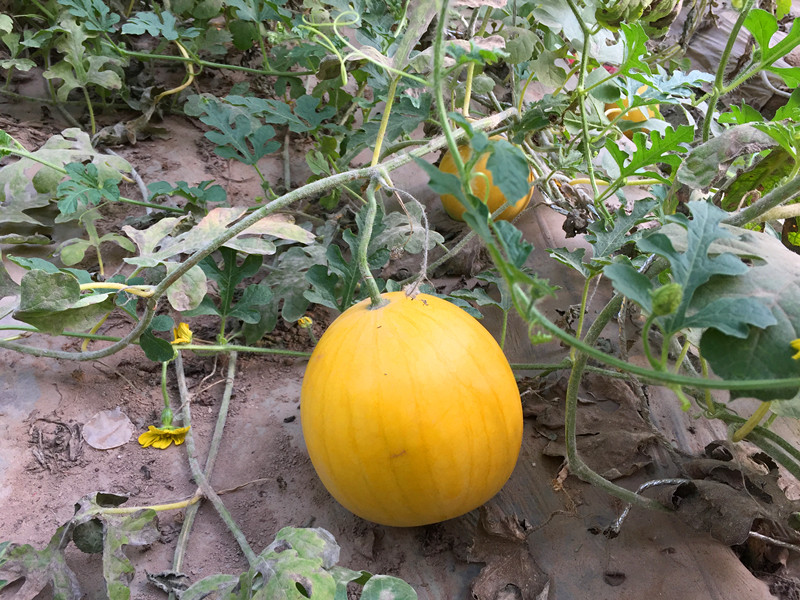 生鲜电商破千亿规模,米瓜跑完整个供应链,获各大平台订单