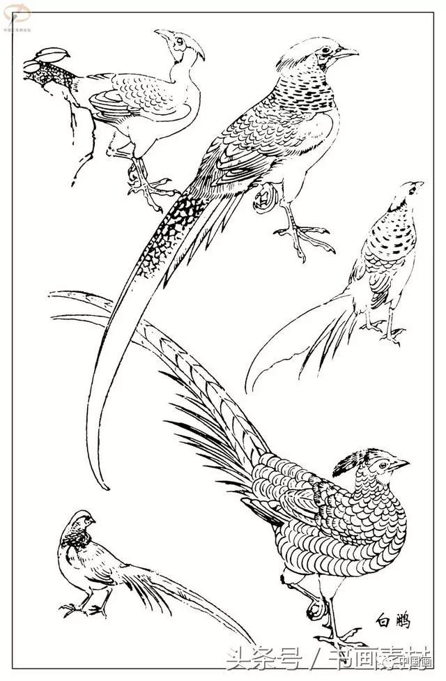 书画素材最经典白描禽鸟教程百鸟图谱天美教授孙其峰编欣赏