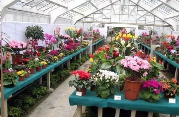 花卉市场的花开得很艳丽,为什么买回来却很难养活?原因在这!_盆栽