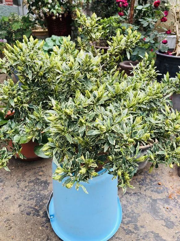 晒图花友家的金边栀子花满头花苞会不会累死