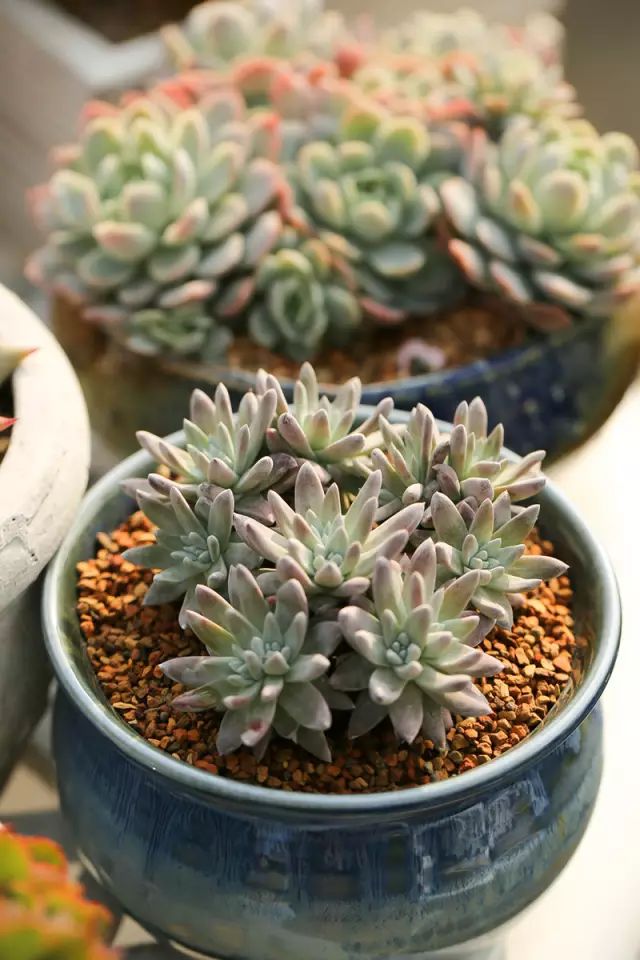 丽娜莲▼姬莲杂交▼菲欧娜▼法比奥拉▼大和锦▼小和锦杂交▼长生草▼