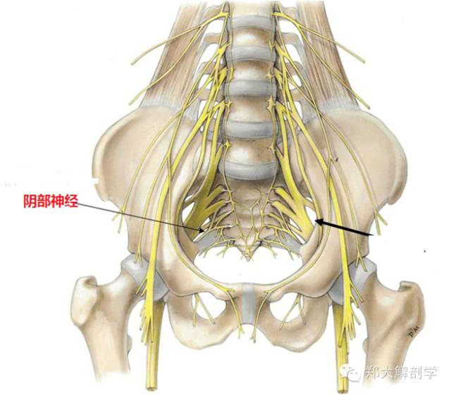 骶2-4神经前支和部分副交感神经来源