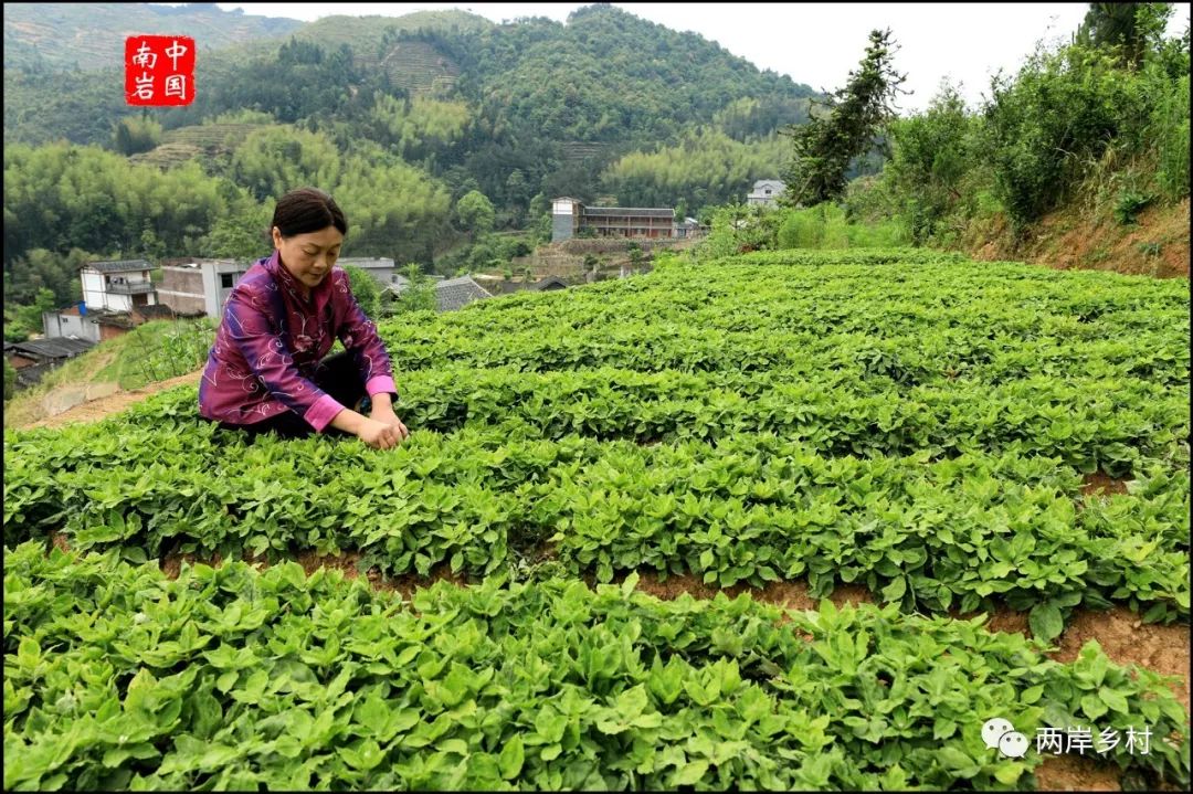 南巖古村此心安處是吾鄉