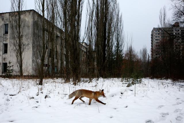 切尔诺贝利核电站动物图片