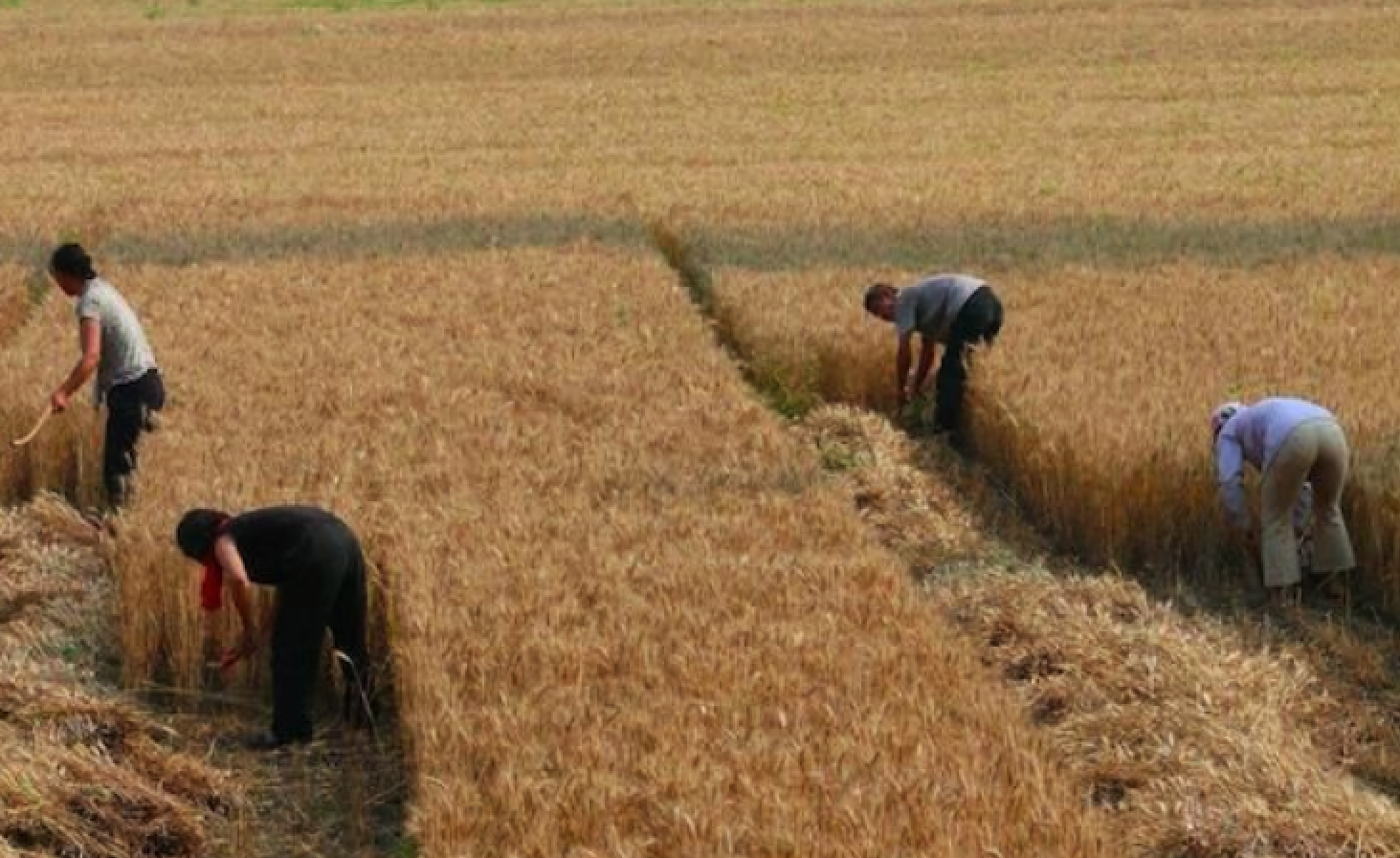 二十多年前的麦收场景,农民老前辈是怎样处理麦秸秆的?