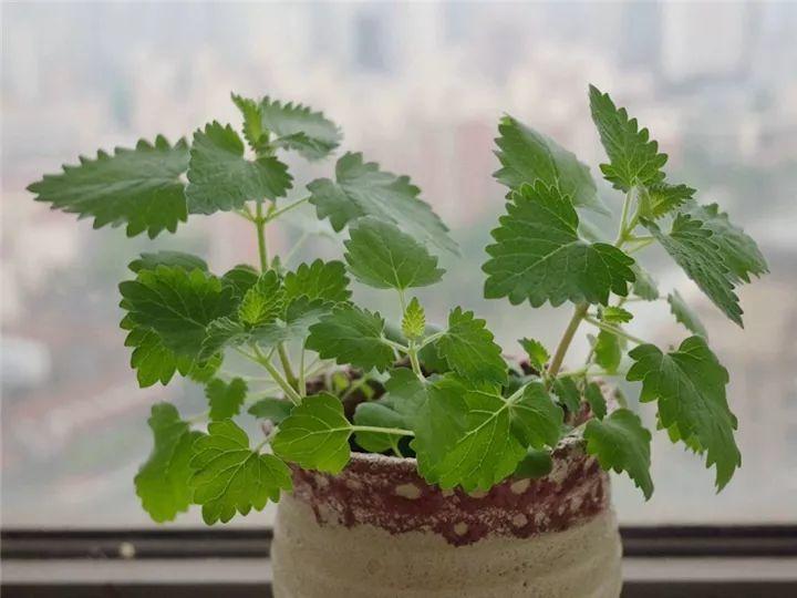 家里养盆香香草空气倍儿好蚊虫都不敢进屋