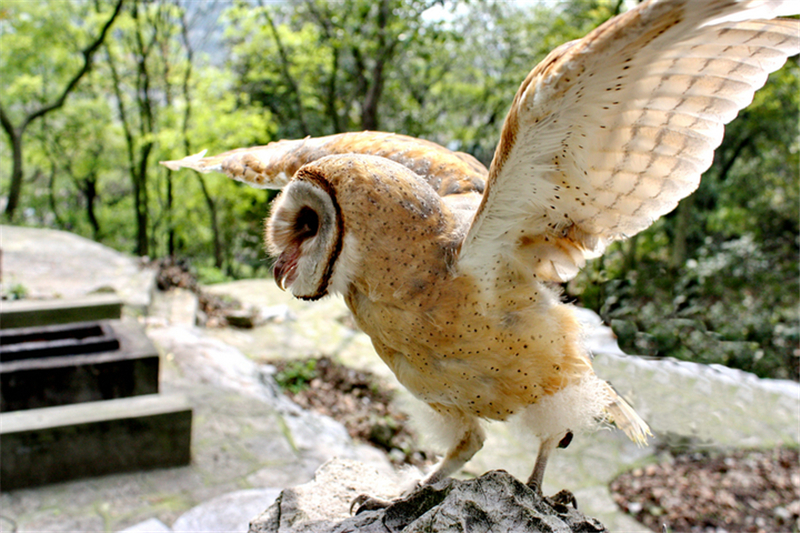 原創
            四川峨眉山有種怪鳥，鷹身鷹爪長一張山公臉，倒是捕食田鼠的妙手 寵物 第12張