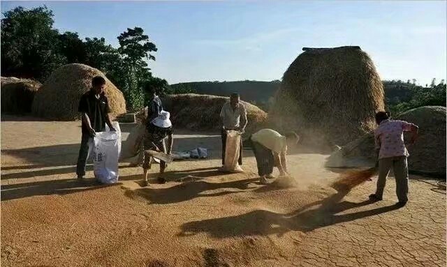 八十年代的三夏大忙生产图-搜狐大视野-搜狐新闻