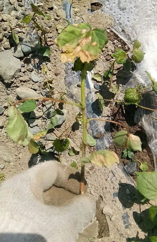 近期田间遇见问题:为什么滴水后会出现死苗?降雨过后会出现死苗?_棉花