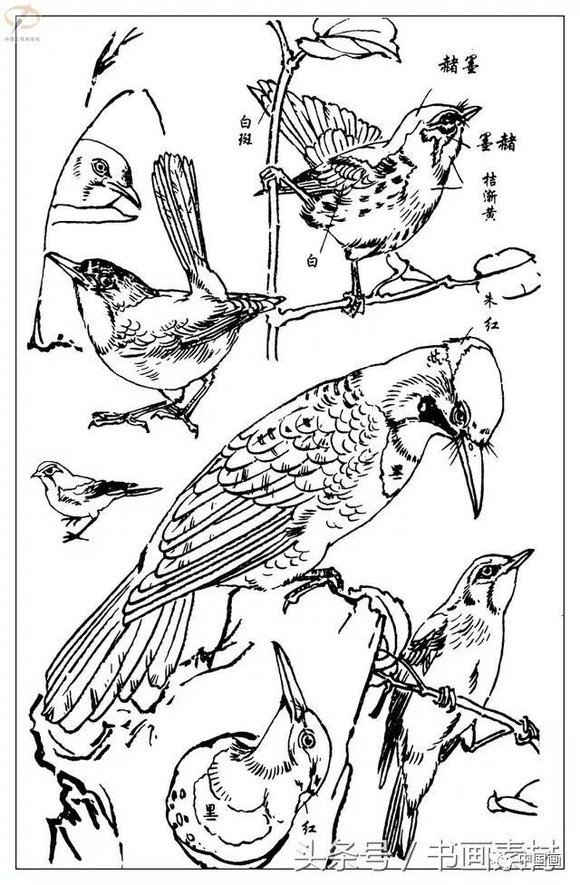 书画素材最经典白描禽鸟教程百鸟图谱天美教授孙其峰编欣赏
