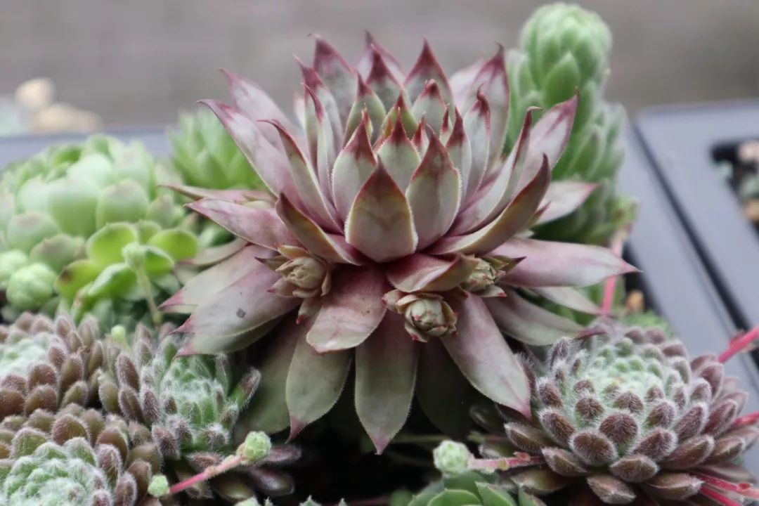 入坑半年,我的长生草长疯了