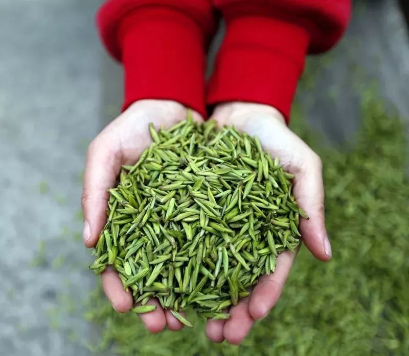 云雾山中茶飘香文县绿茶