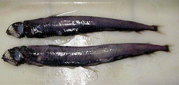 黑巨口鱼可能算是海洋中最自由的物种之一