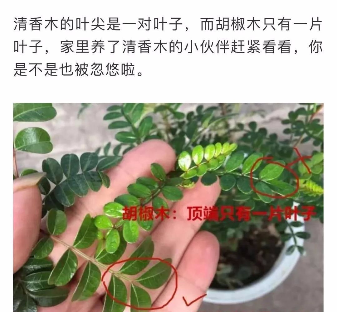 家里种清香木不吉利(排名第一最好的镇宅树)