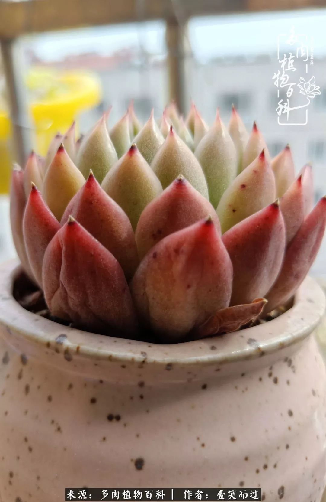 跌入凡间的精灵多肉