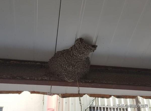 6767▲其他网友分享一般家燕与赤腰燕不同的鸟巢照片.