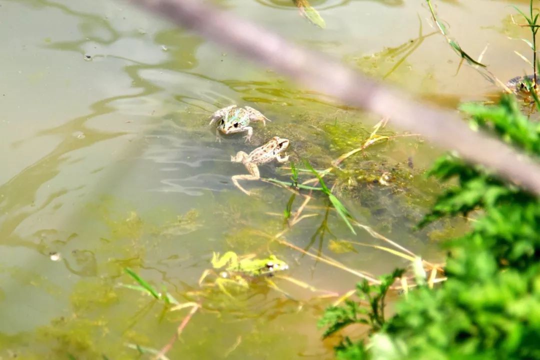 脱贫攻坚61夏秋决战大山里听取蛙声一片记大方县瓢井镇中寨村泰蛙