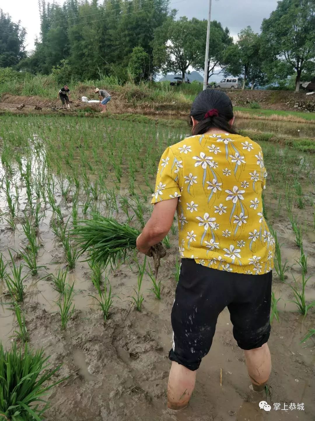 所以,汗滴禾下土,粒粒皆辛苦,是真的,不过现在插田的很少说要拿出去