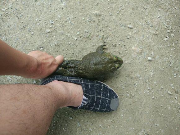 蛤蟆精广西钓友河里钓起罗非鱼却遭到水底巨蛙抢食