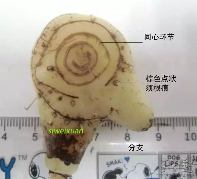 以下图片siweixuan分享:来源教材图片白及,白芨,白根,白给,紫兰,连及