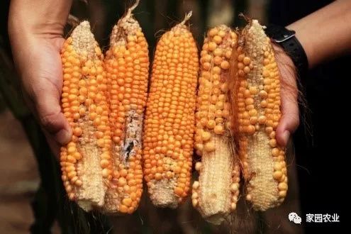 玉米选种耐高温品种是防范高温危害最经济有效的措施