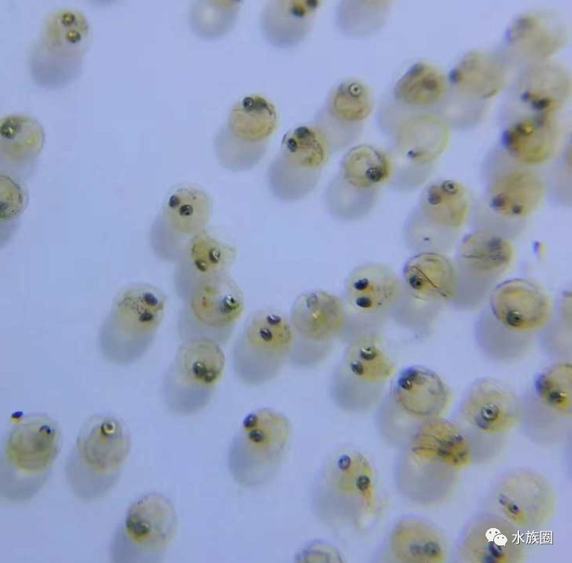 鳉鱼的分类,带你认识观背青鳉鱼,高贵史无前例!