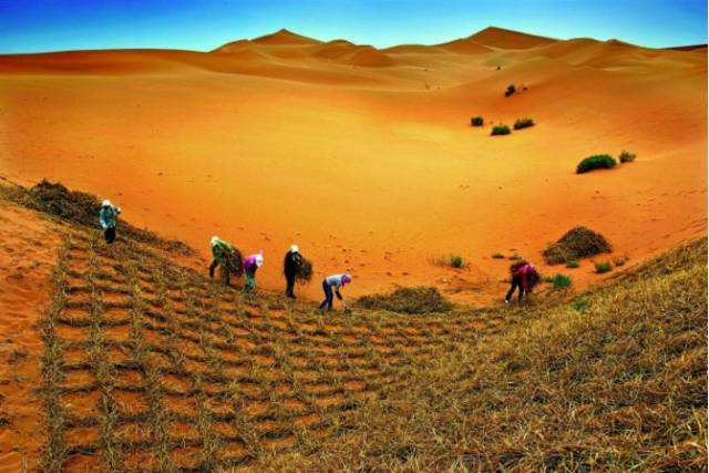 一直坚持对绿化沙漠某一天沙漠是不是都能变绿洲