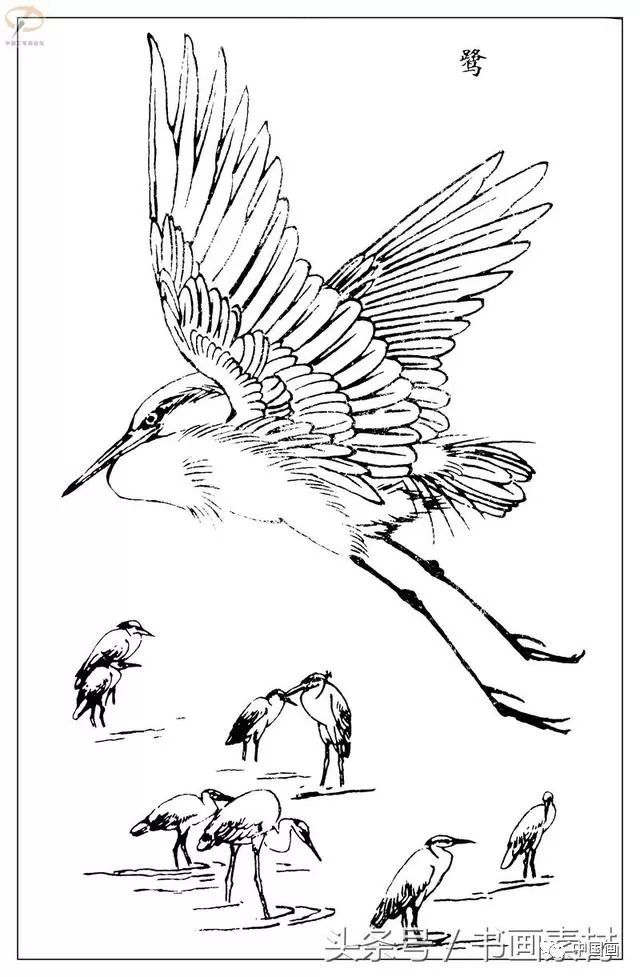 书画素材最经典白描禽鸟教程百鸟图谱天美教授孙其峰编欣赏