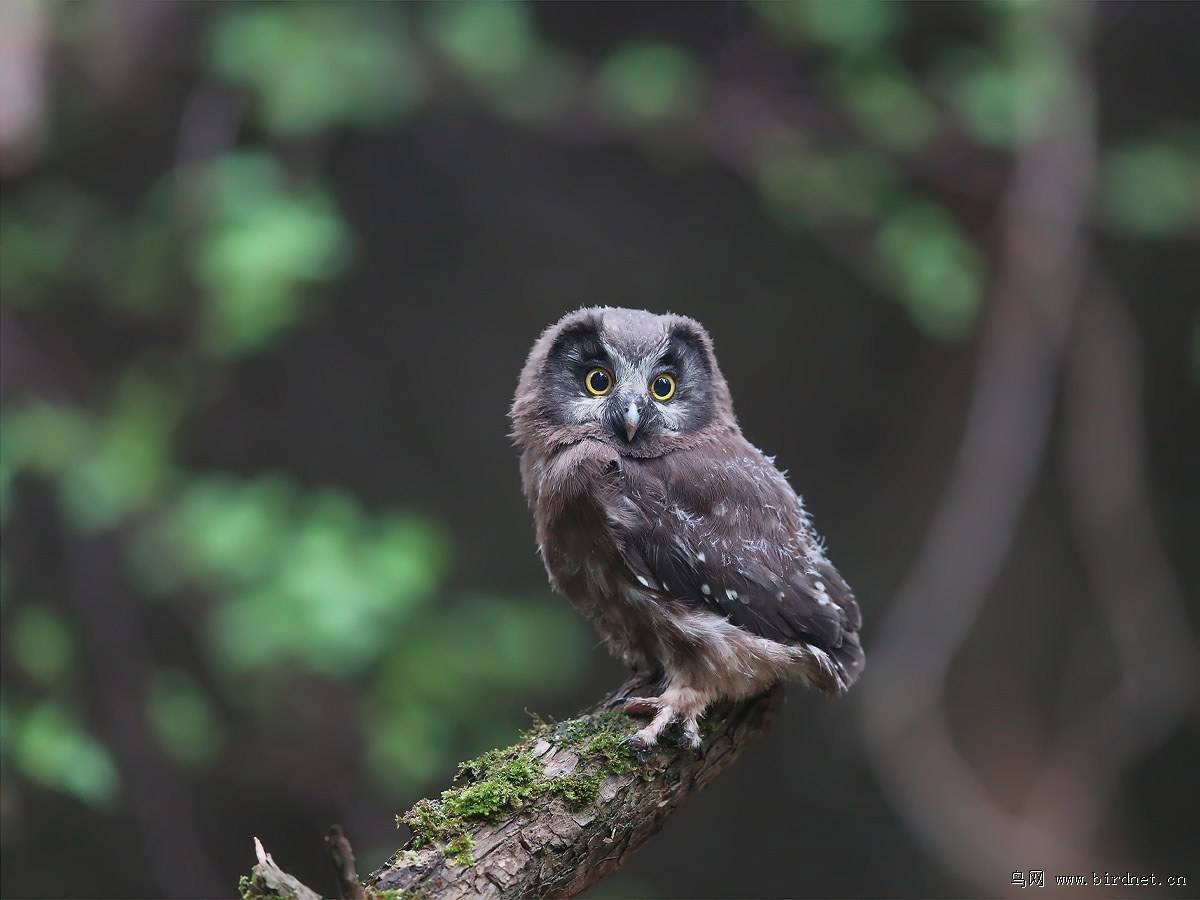 鬼鸮这么弱为什么会有这么霸气的一个名字呢