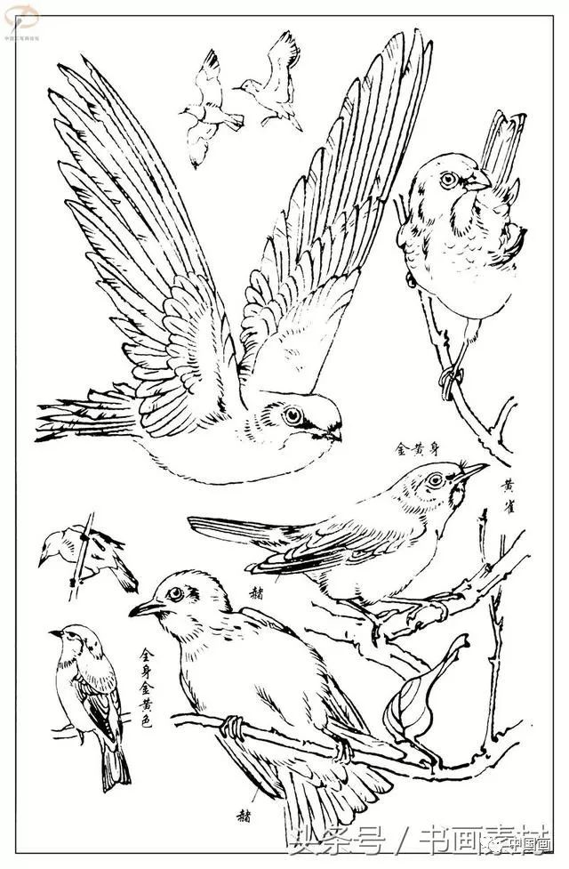 书画素材最经典白描禽鸟教程百鸟图谱天美教授孙其峰编欣赏