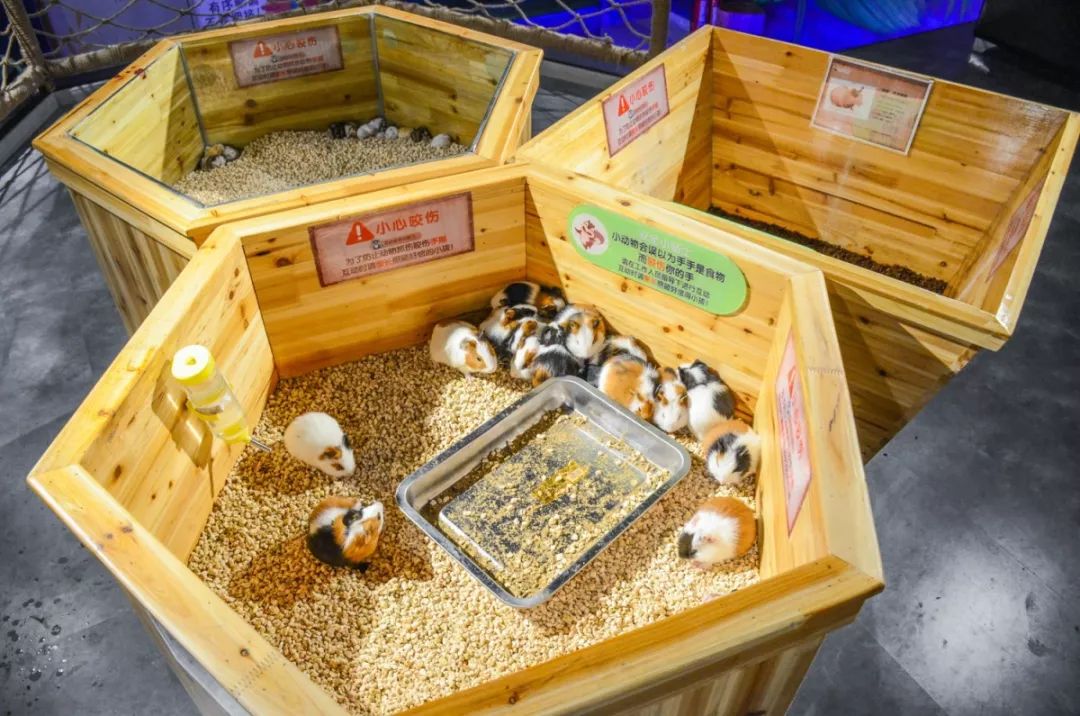 现实版疯狂动物城来合肥了50萌宠零距离接触假期遛娃就去这