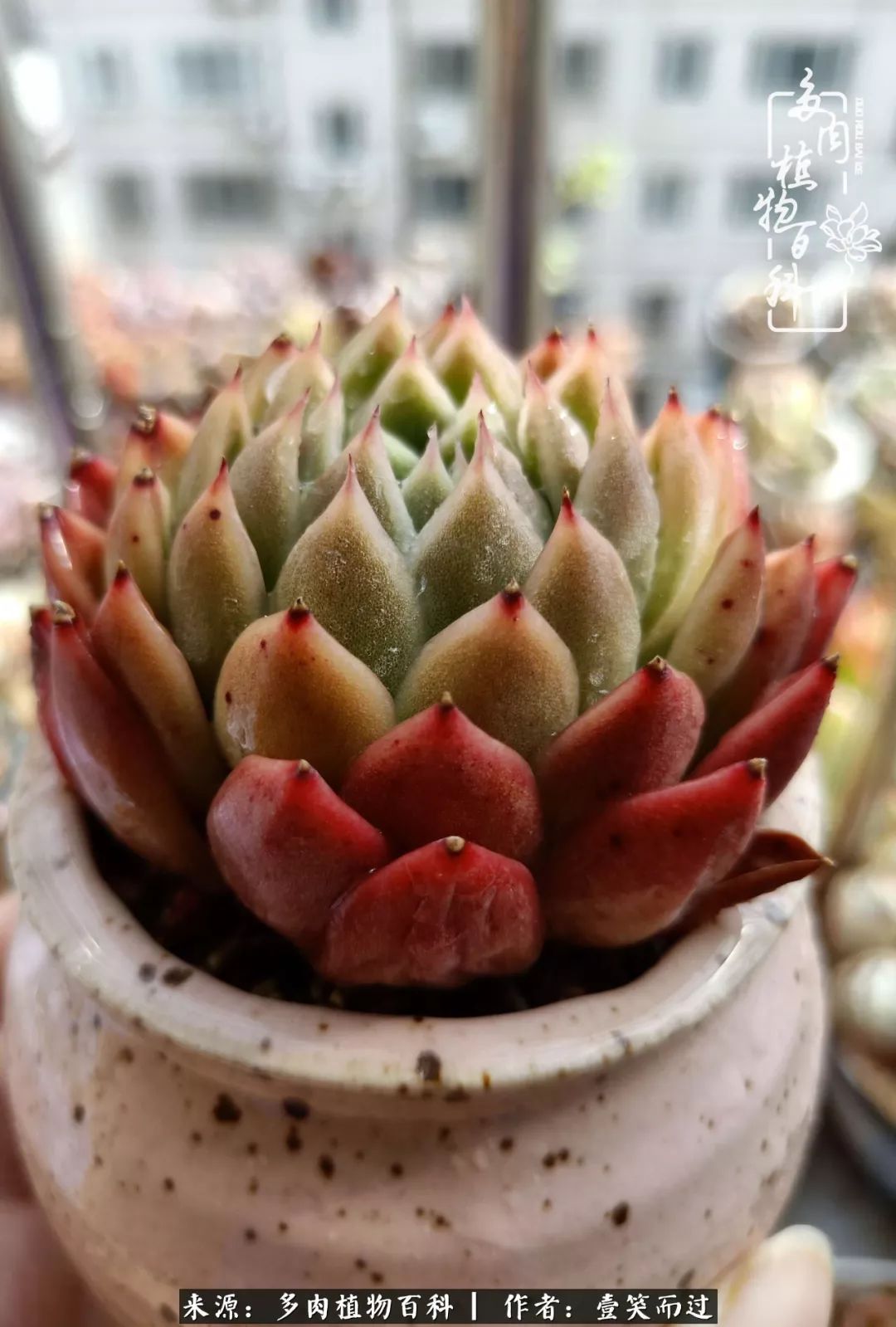 跌入凡间的精灵多肉