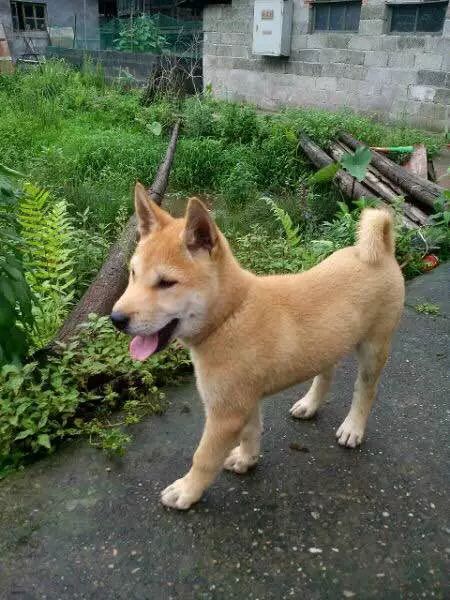 你真的了解土狗么?其实土狗真的很优秀,值得收养!