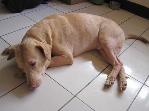 狗后腿无力走路晃悠怎么回事 _狗狗