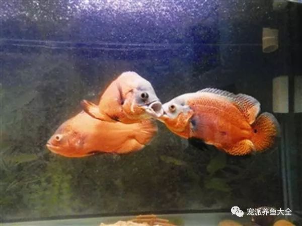 地图鱼老是打架怎么办教你一招防治