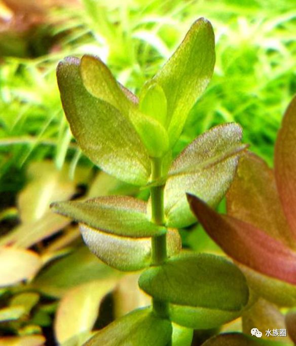 粉红虎耳,你们可能未必了解我!从现在开始._水草