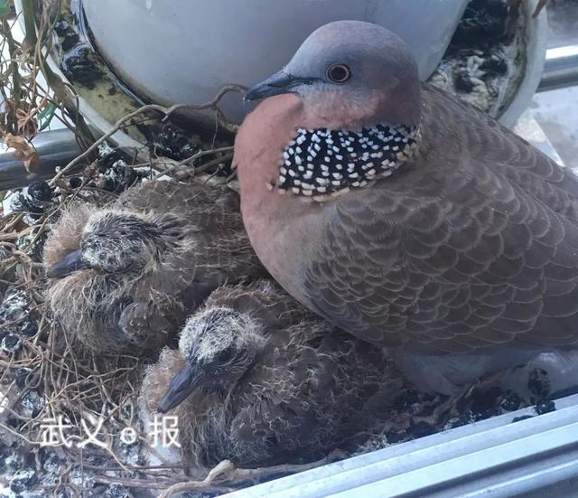 灰斑鸠幼鸟图片