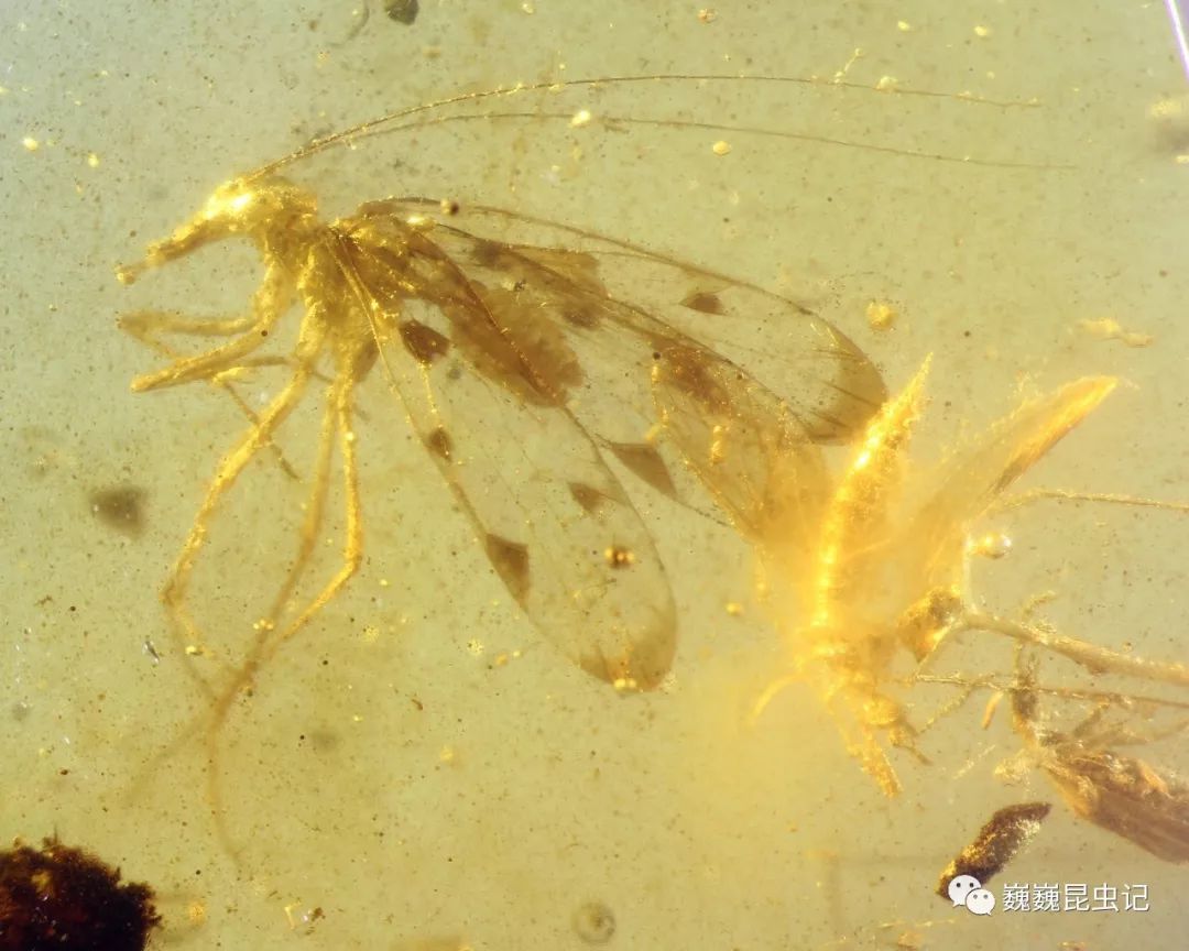 虫来如此二叠啮虫目