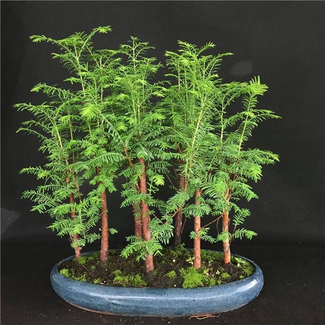 水杉盆景品种稀少,家里"扦插"一盆,育苗成功价值高