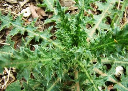 美味可口,带有浓郁的乡土风味和地方特色,并具有一定的药用价值