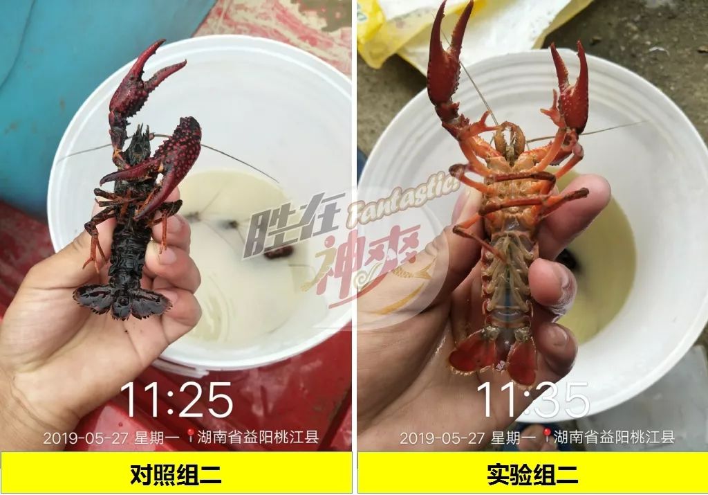 神爽生物科技小龙虾体黑体脏卖相差怎么办看我神爽72变