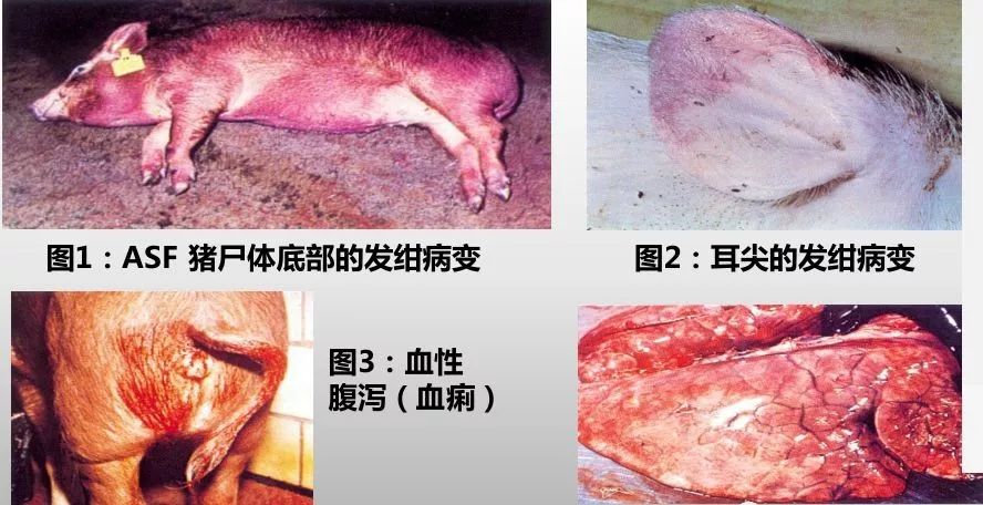 非洲猪瘟外观图片图片