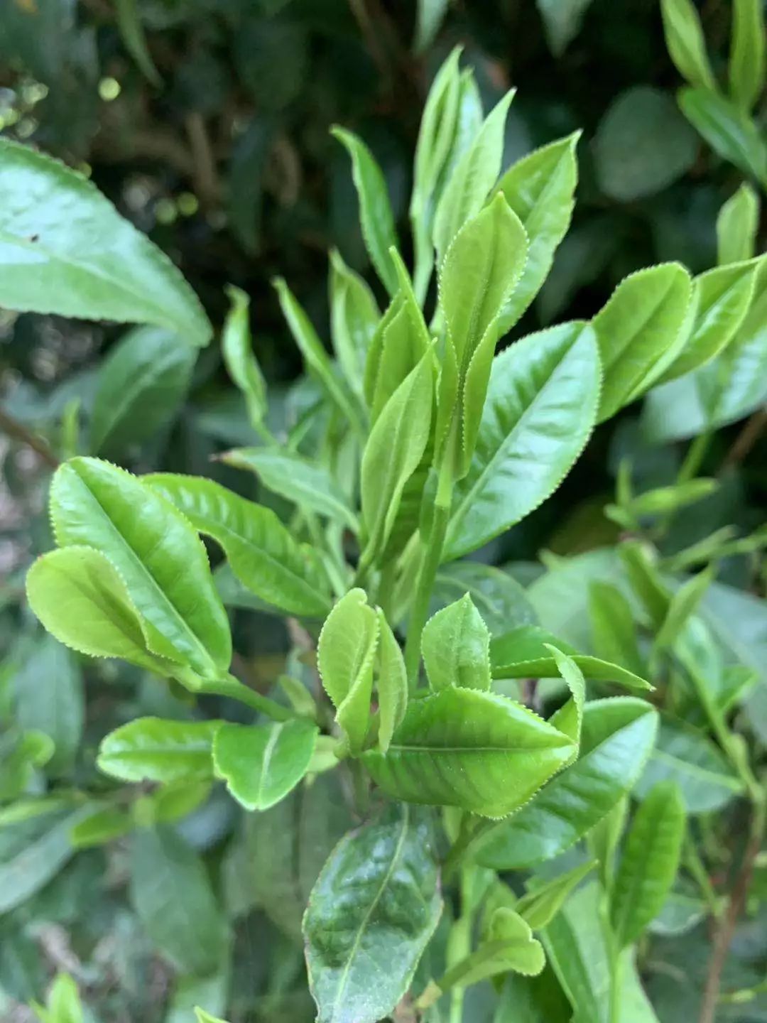 邓小艳上下求索的黄茶娘子