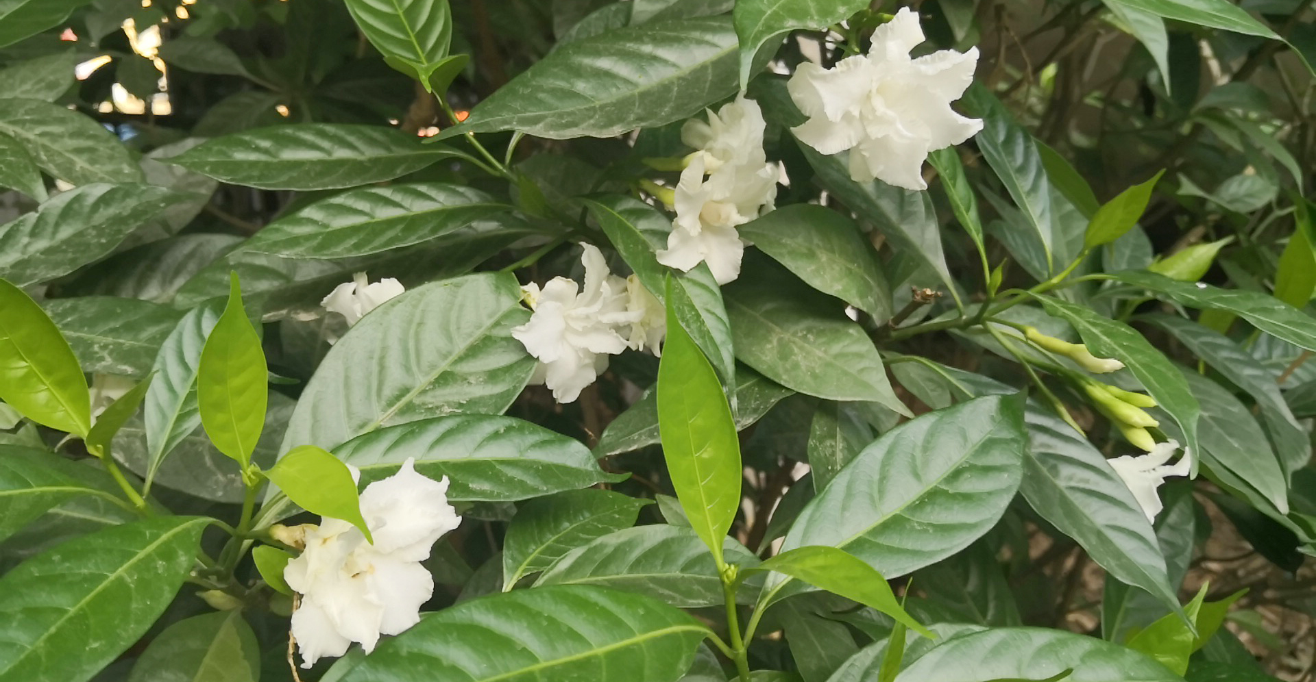 原创诗书狗牙花开东宝河畔