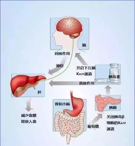 最全的内分泌系统图文详解知识点,果断收藏